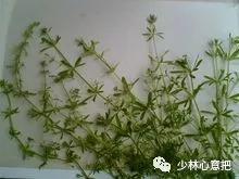 中药图片大全名称,中药图片大全带药名高清