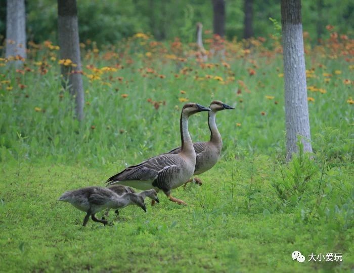 盘点北京适合遛娃的六个地方,周末免费遛娃好去处北京