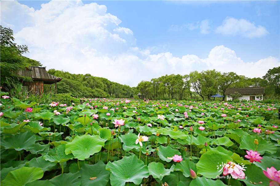 常熟哪里有荷花,江苏常熟荷花景区