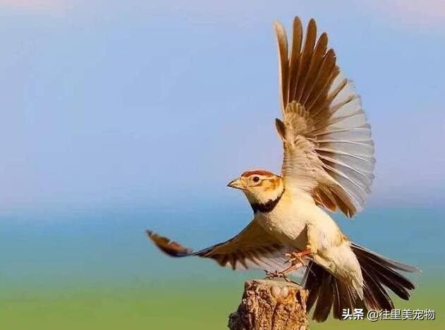 百灵鸟换毛最快的方法,百灵鸟如何换羽