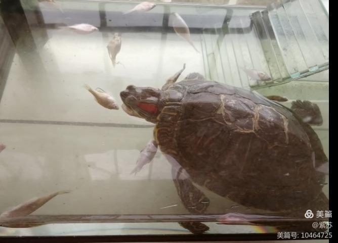 什么乌龟蜕壳,乌龟的退壳