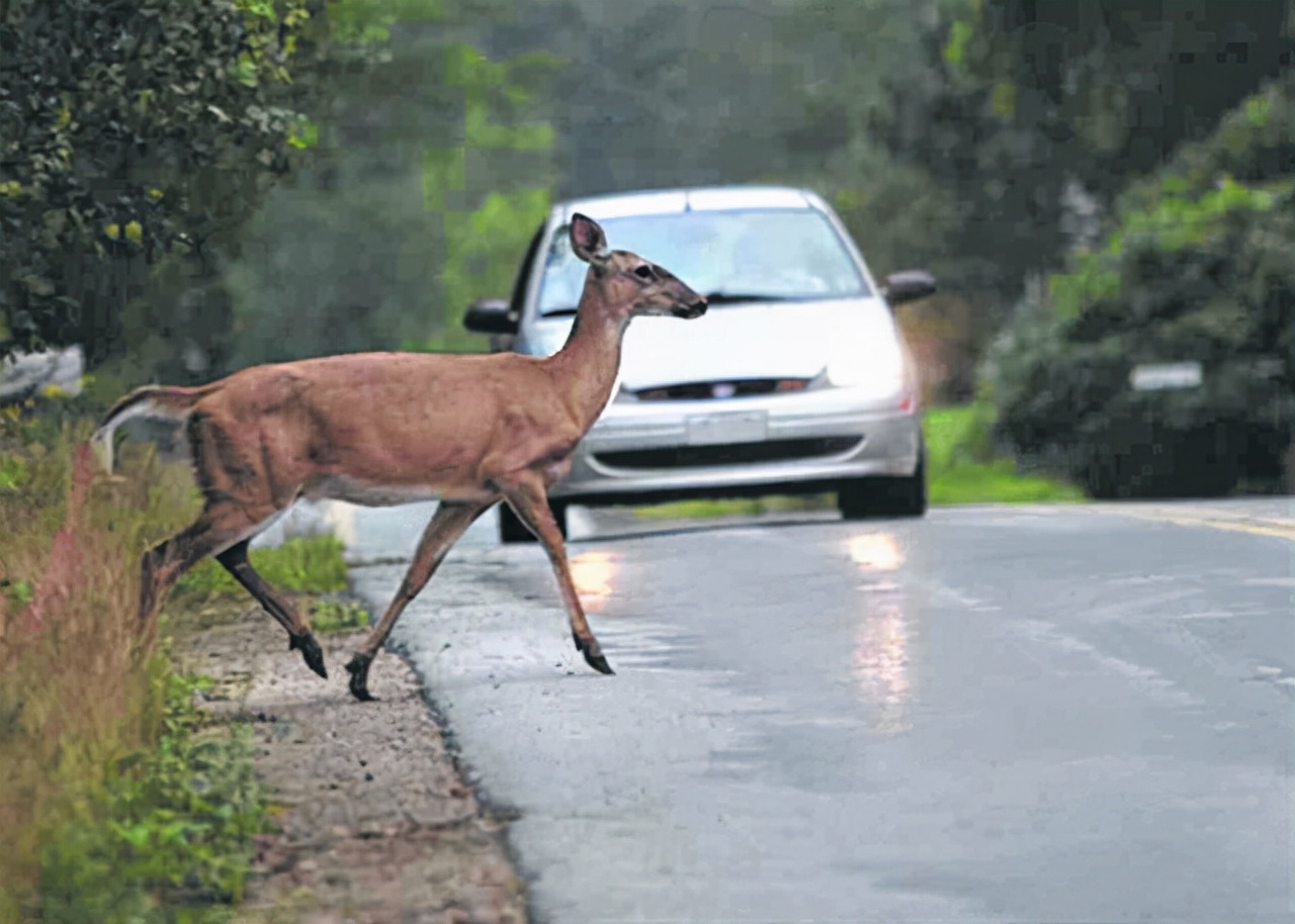 货车撞上牛群当场撞死14头牛,货车撞上牛群致14头牛当场死亡