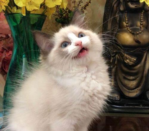 养了布偶猫后悔了,养布偶猫的坑