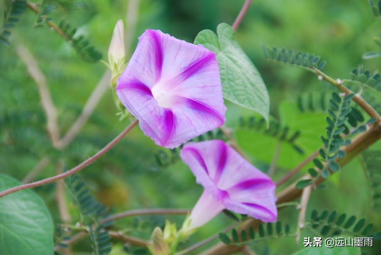 昆明嘉丽泽小镇旅游,昆明嘉丽泽水乡