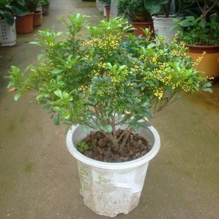 米兰花怎么养及注意事项,米兰花怎样养护才能长得好