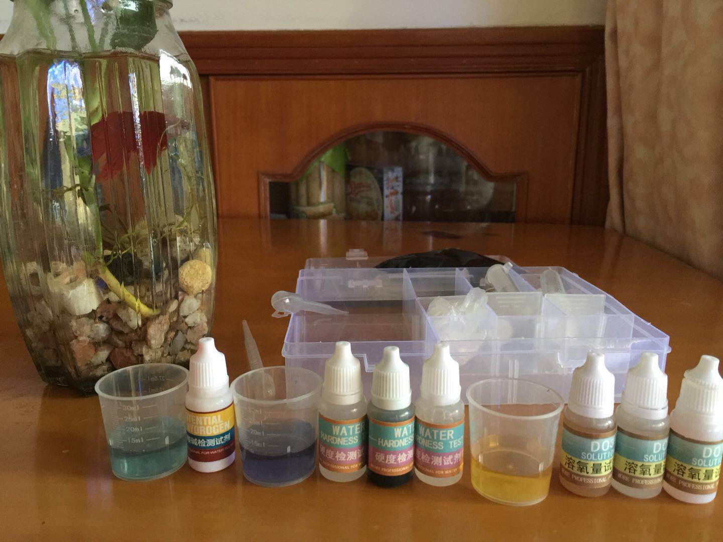 绿萝怎么给斗鱼造景,斗鱼与绿萝能一起养吗