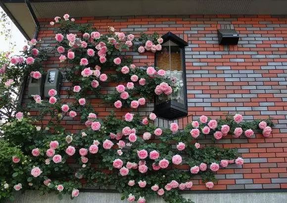 爬藤月季怎么牵引花墙才能开爆花,藤本月季太矮开了很多花怎么牵引