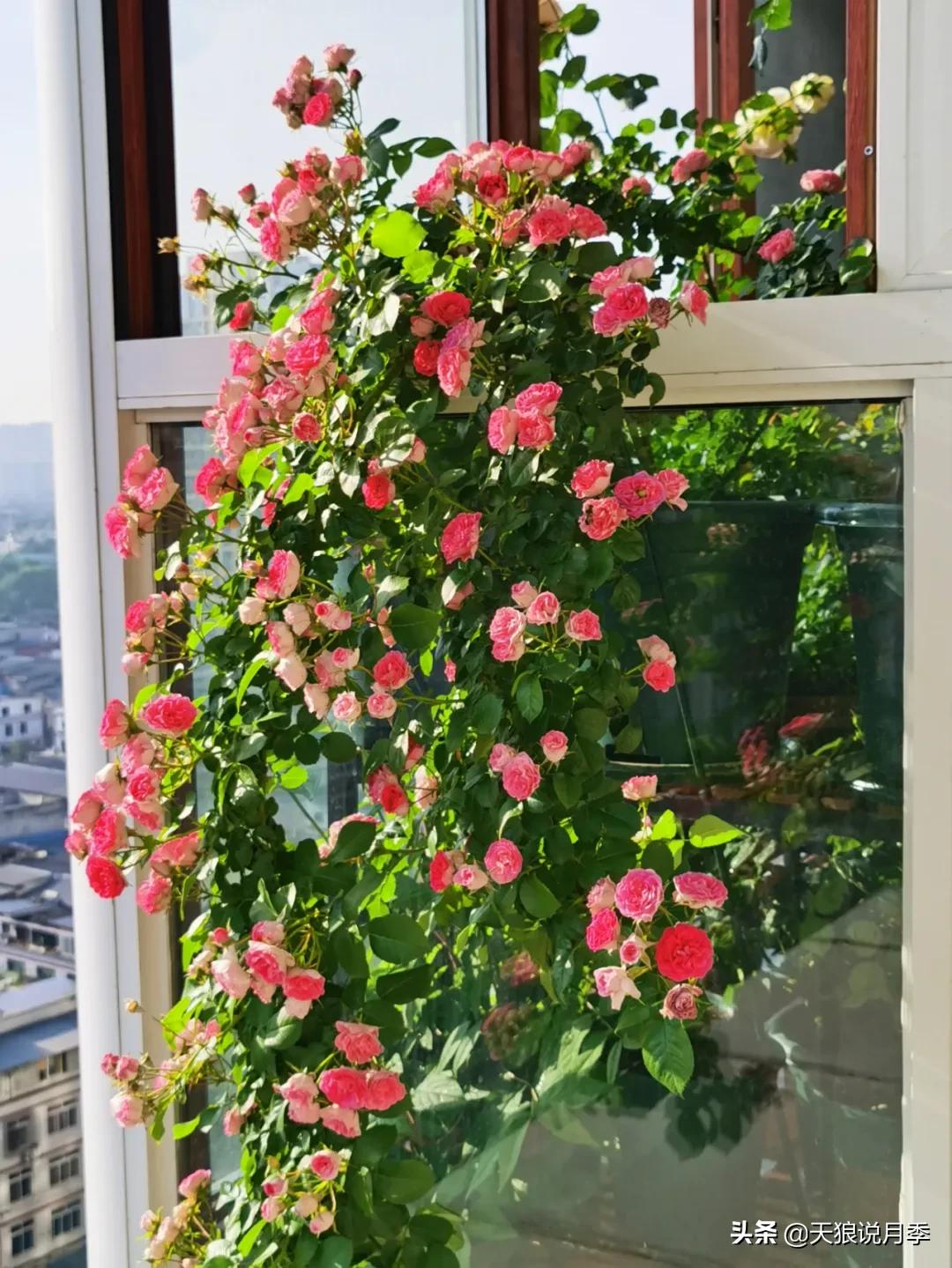 花友家的春花都开爆爆爆了，快来云赏花！（上）