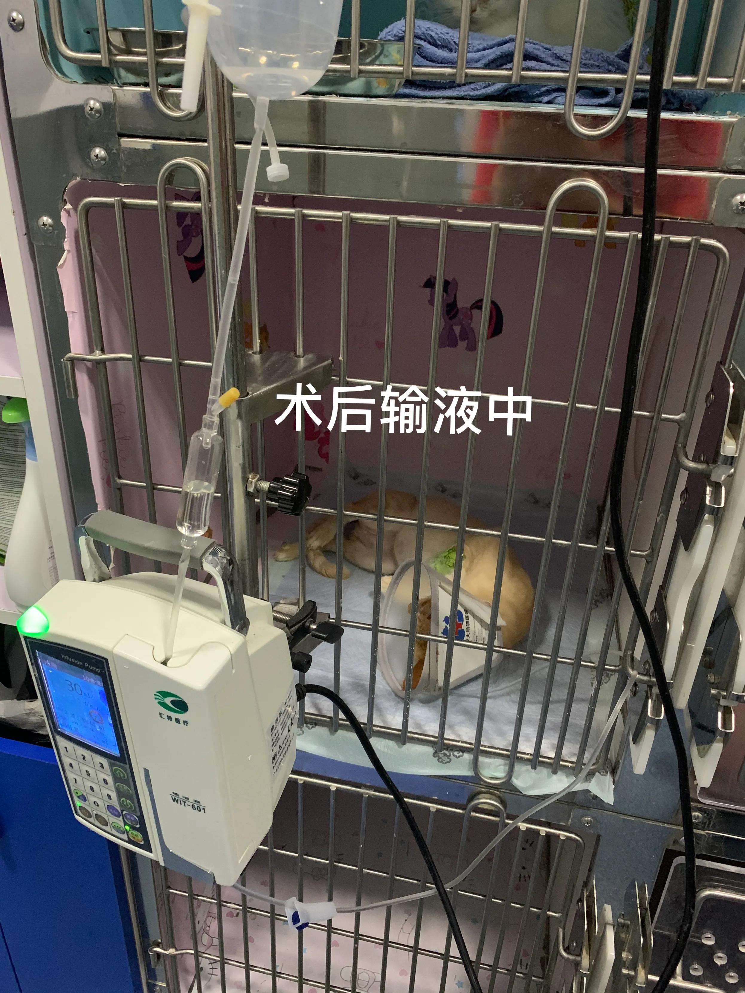 猫脓肿的治疗方案,猫咪肛门腺溃烂反复发作怎么治疗