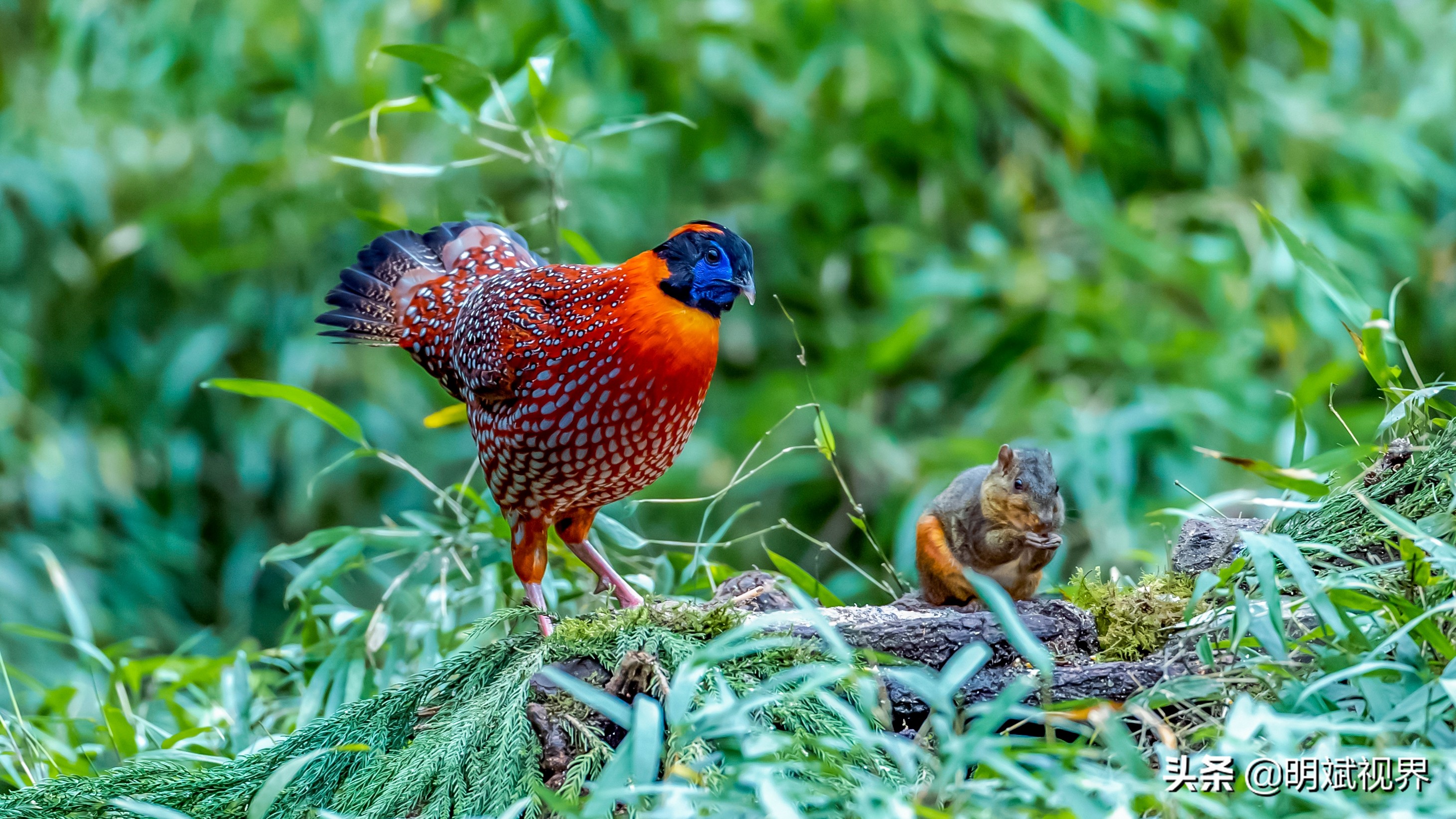 南川红腹角雉图片,重庆南川红腹角雉拍摄点