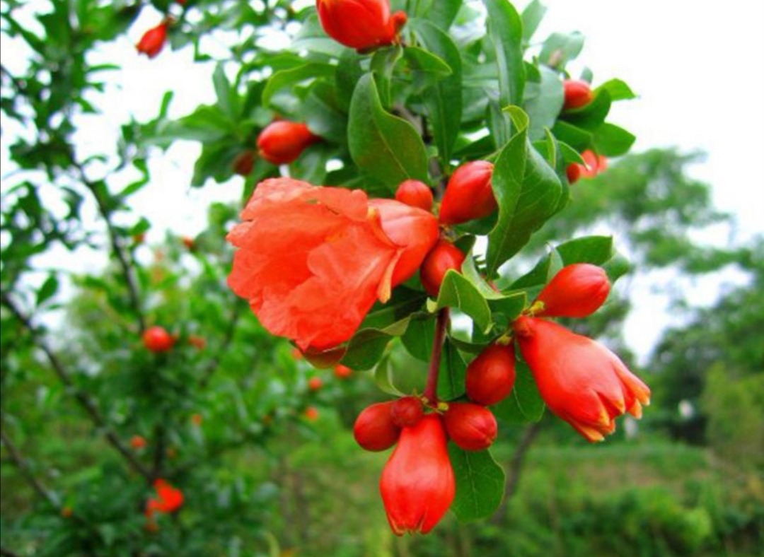 石榴花盛开的时候,石榴花开正背面完整版