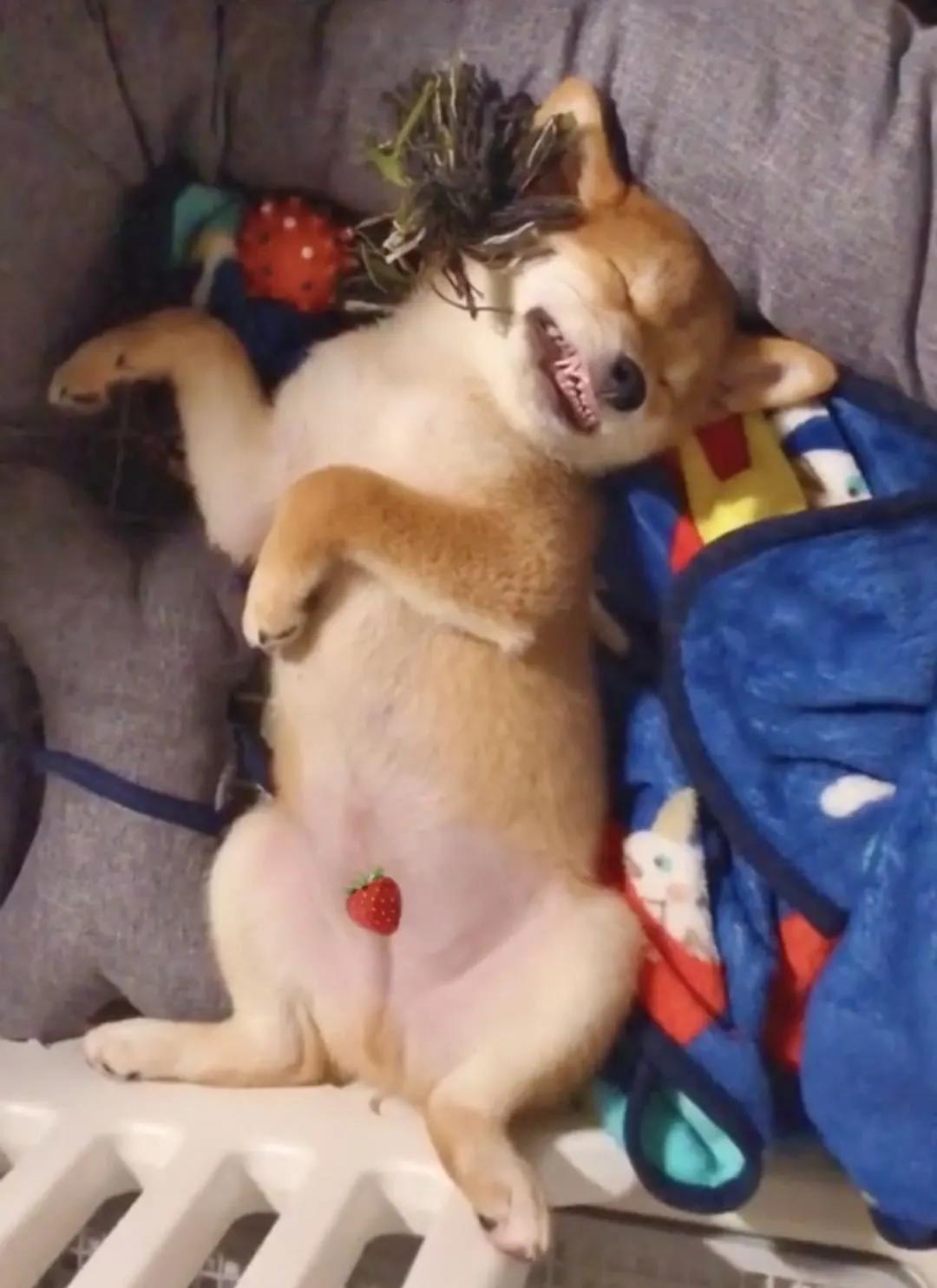 模仿狗狗睡姿,分享下你家狗子的睡姿