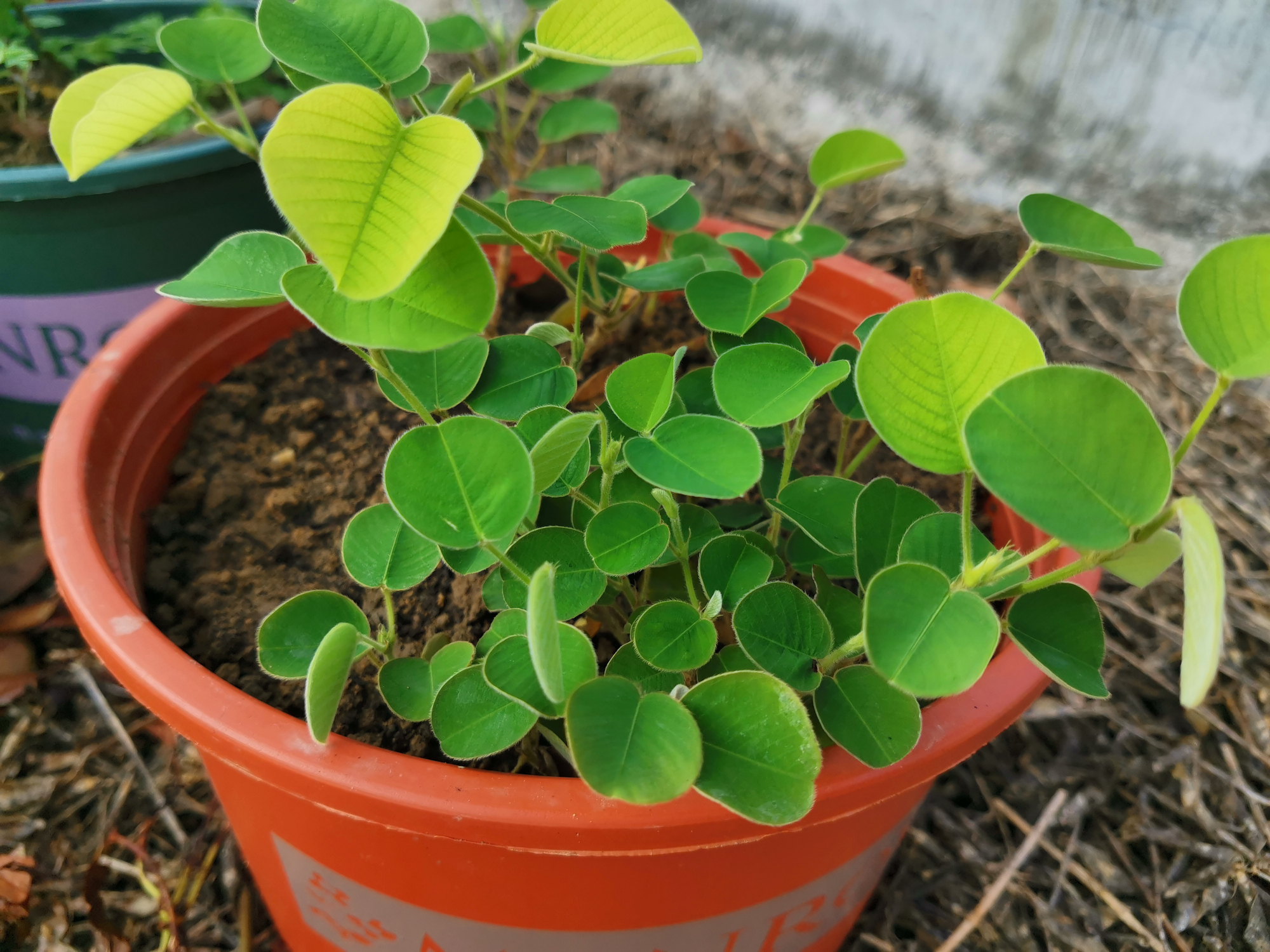 金钱草盆栽能吃吗,金钱草有净化空气的作用吗