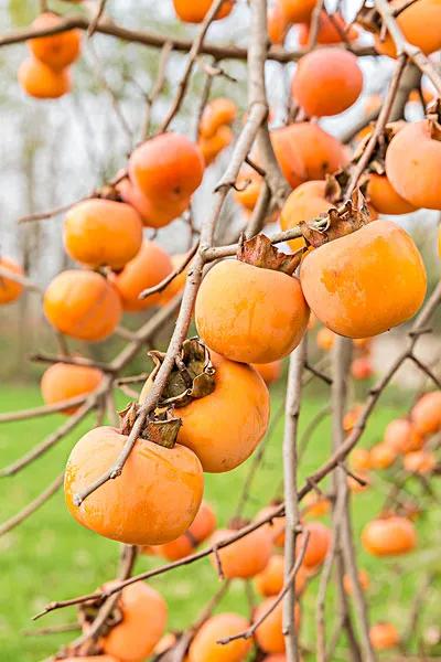 热带水果名单,热带水果王国攀枝花