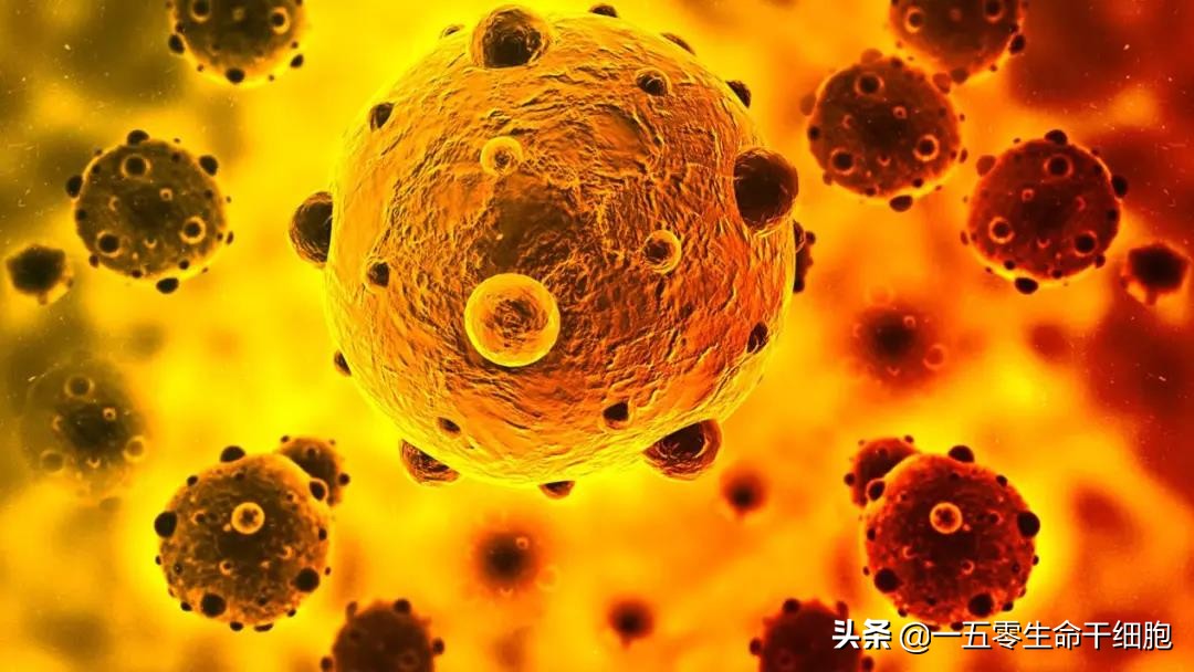 干细胞疗法的这个作用，改善了白癜风的免疫紊乱状况