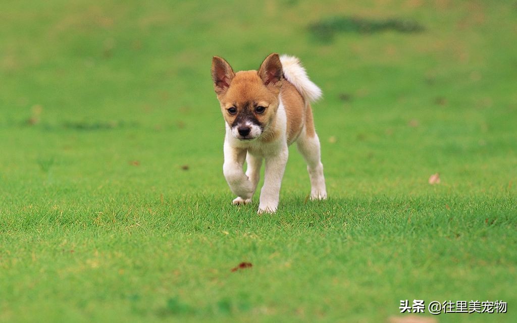 狗狗大便拉不出来拉回来还是软便,狗狗经常软便拉稀是什么原因