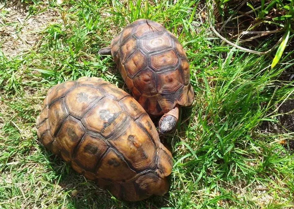 骄傲的乌龟,骄傲的乌龟图