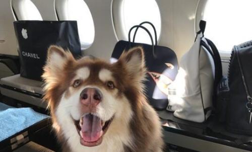 王思聪买的宠物鸭,王思聪买的鸭子