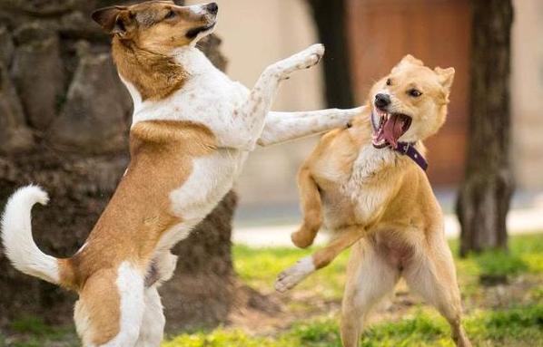 狗狗“发情”如何鉴定?这几点主人要知道