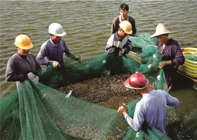 南美白对虾爆发病毒视频,南美白对虾虹彩病毒有救吗