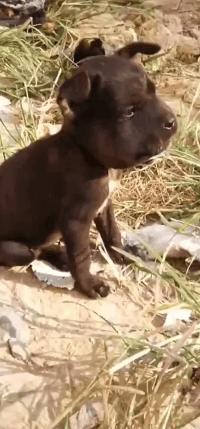 猫咪被蜜蜂蜇了症状怎么办,猫被蜜蜂蜇了怎么办