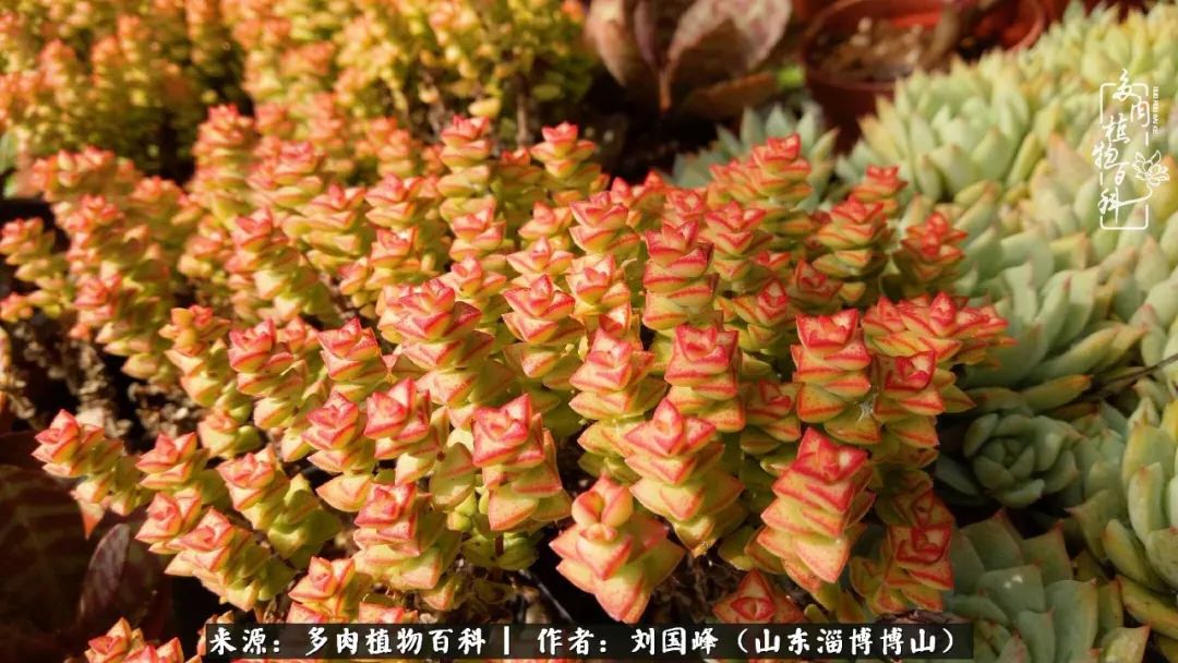 多肉植物大王叫我来巡山,大王叫我来巡山绿植