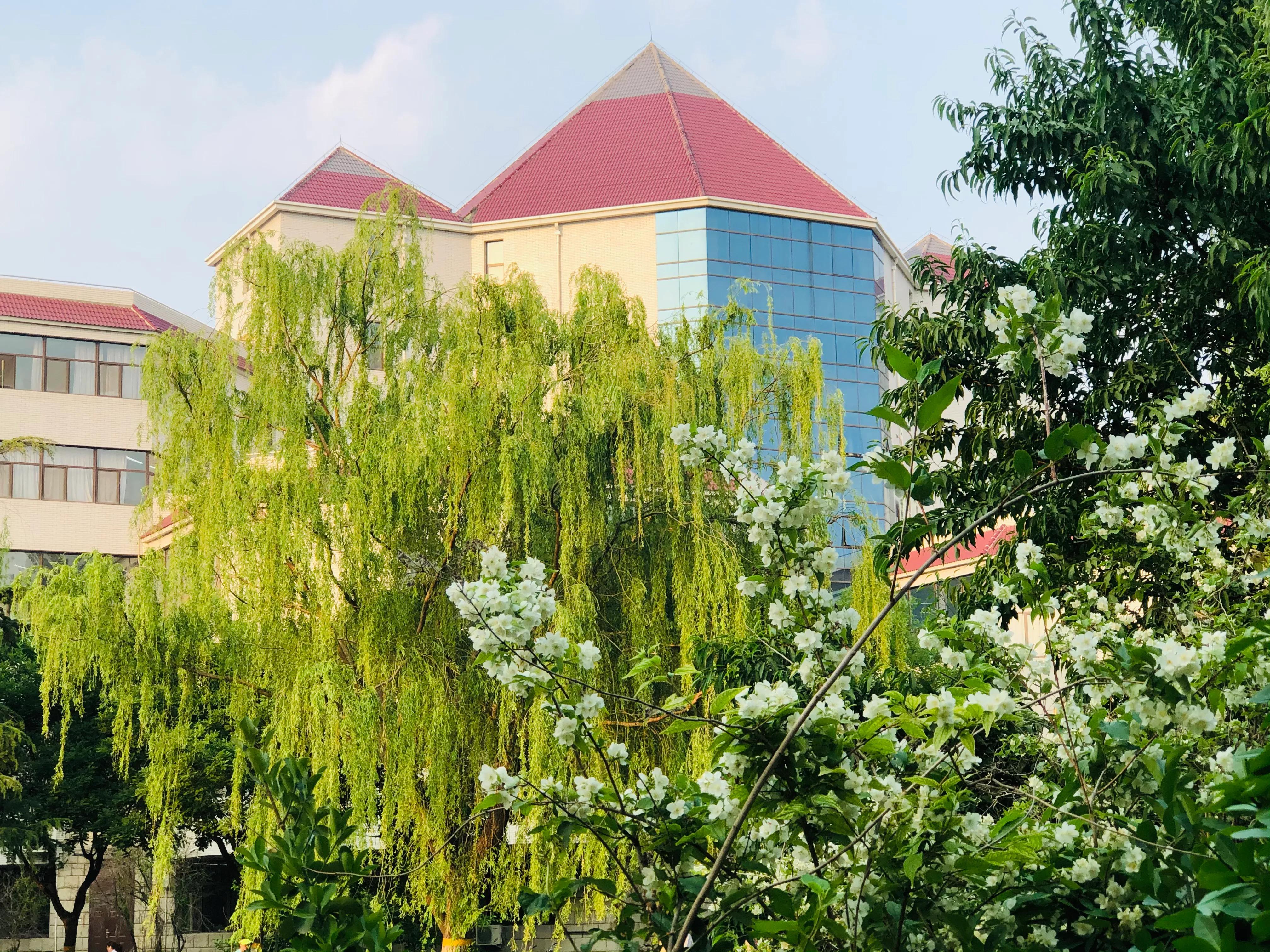 具有传奇故事的太平花你听说过吗？见过吗？