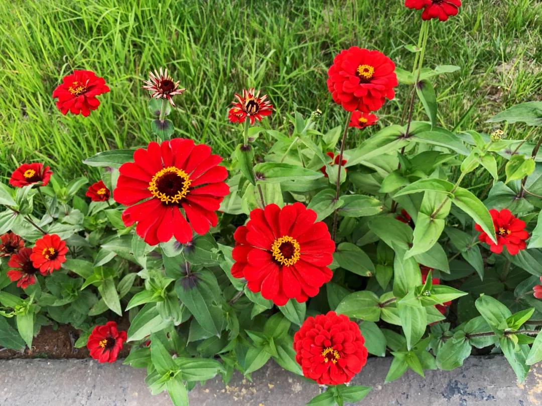 寻找最美工厂|华新云龙公司多彩之秋