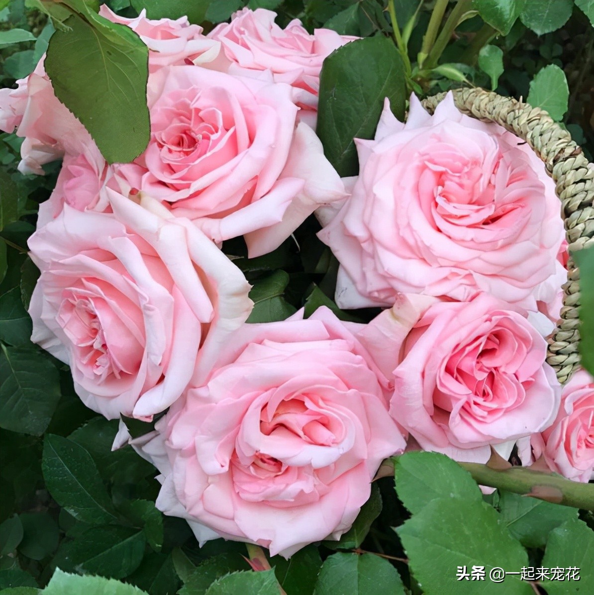 十大公认最好养切花月季,月季盆栽皮实好养的品种排名