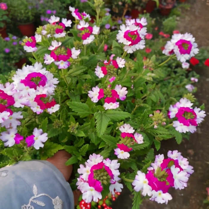 这些花“好看又好养”，不怕高温不怕晒，适合新手夏天养