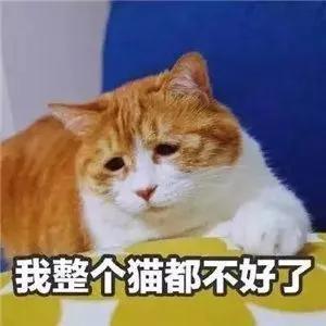 “煮了几天饭后,我在米缸里挖到了猫屎...”