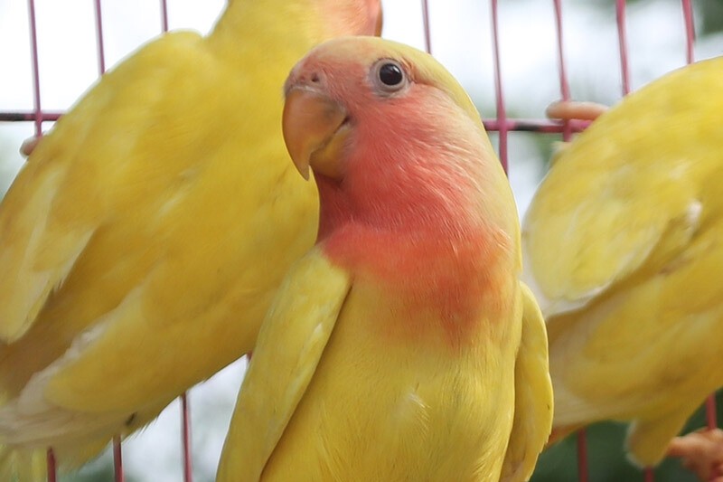 普兰牡丹鹦鹉是头类还是面类,面类牡丹和头面牡丹鹦鹉如何区分