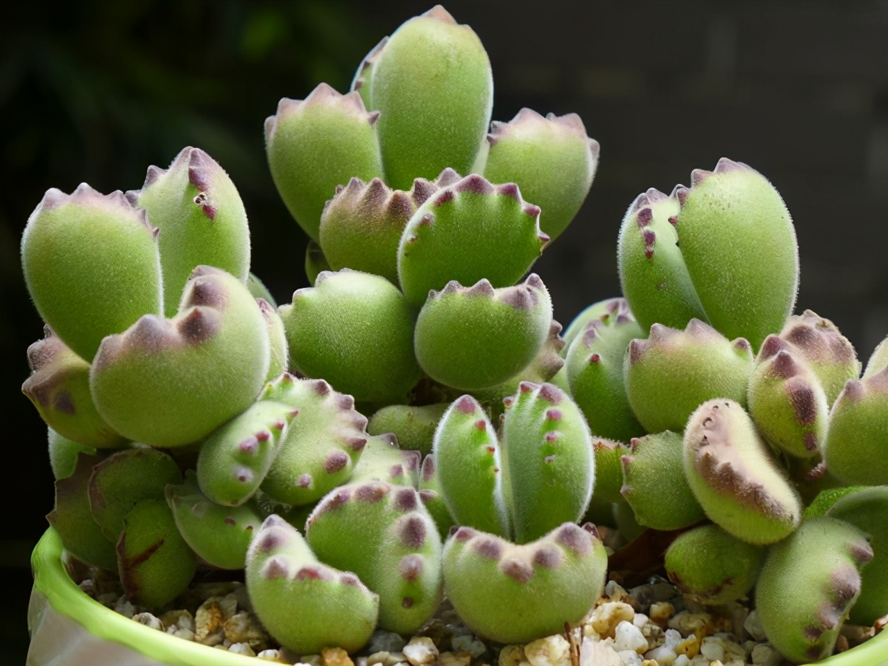 阳台养花盆底漏水怎么办,缺口盆种多肉如何防止漏土