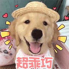 养狗新手入门必知推荐,想养只狗不知道该怎么养