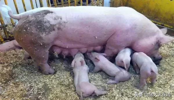 母猪乳房炎症状及治疗,母猪乳房炎怎么样打封闭针