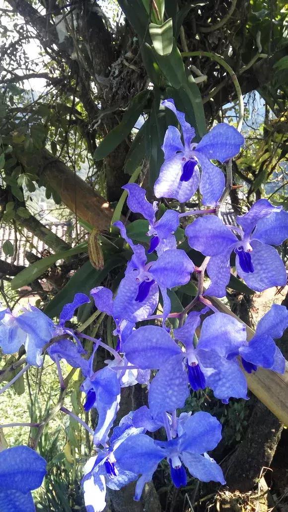 最好养爱开花的兰花,四季能开花的兰花有哪些