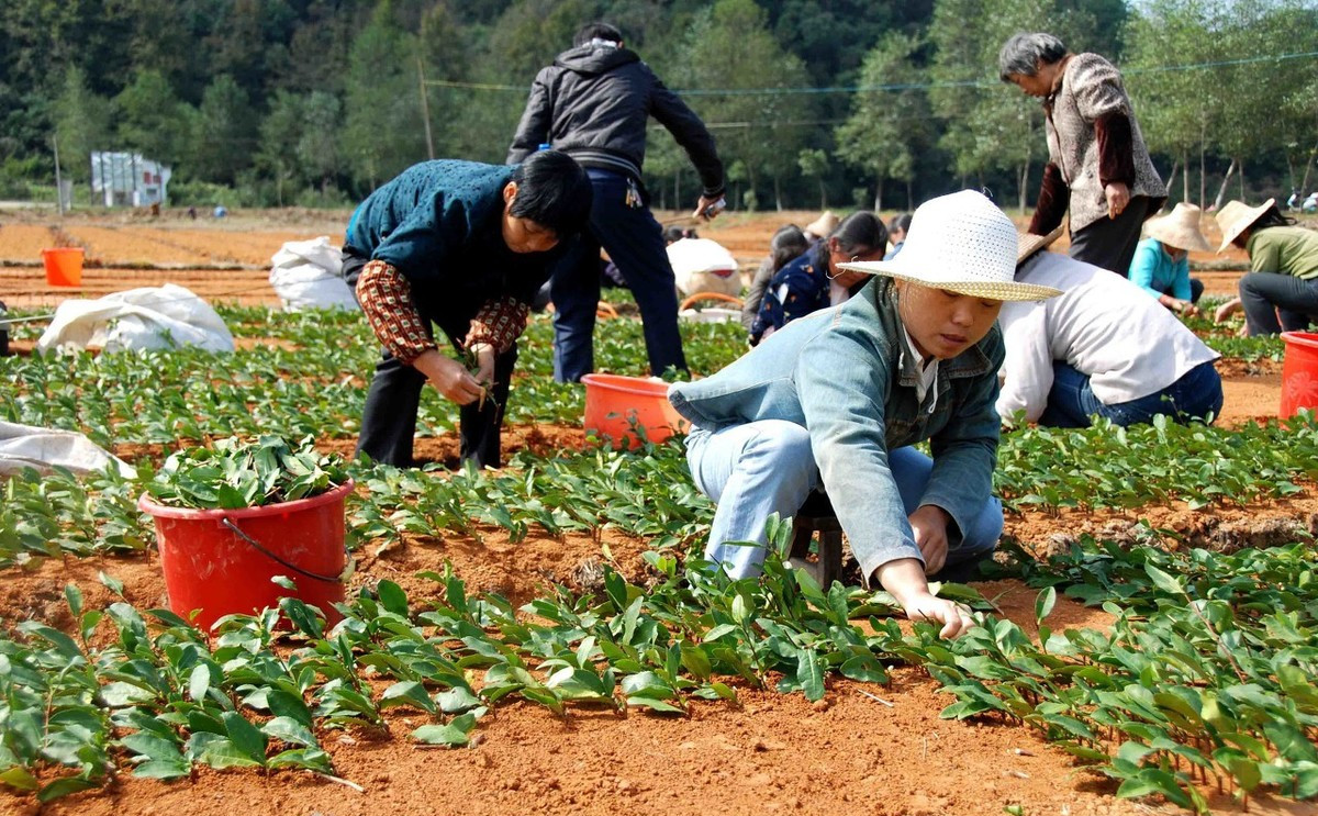 扦插容易活的植物,鹅掌柴植物能扦插活吗