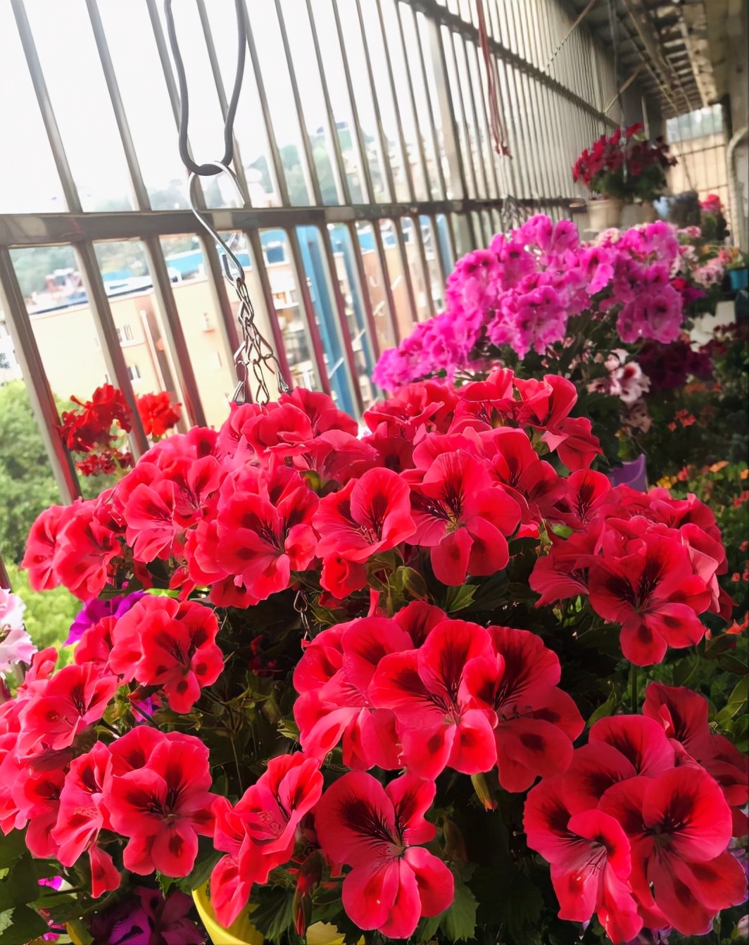 天竺葵怎么养才开花长久,天竺葵怎样养护开花不断