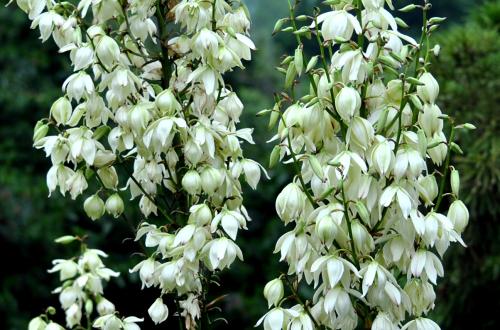 盘点世界各国国花你最喜欢哪种,盘点各国国花