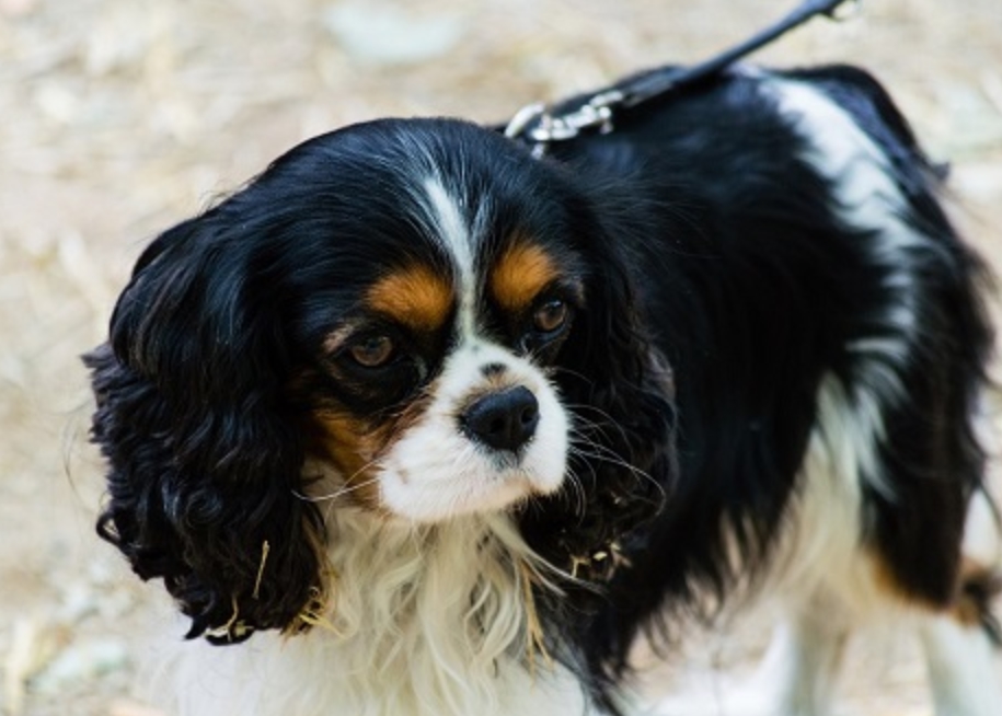 适合老年人养的狗排行榜,适合老人养的狗好养活的品种