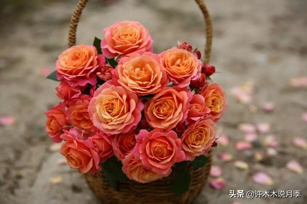 如何养月季花的技巧和施肥时间,月季怎么养开大花好看视频