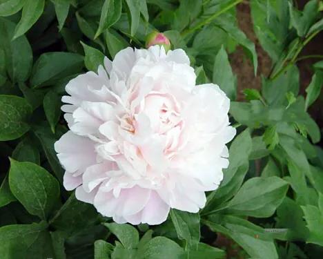 杨妃出浴是牡丹还是芍药,杨妃出浴芍药品种是进口品种吗