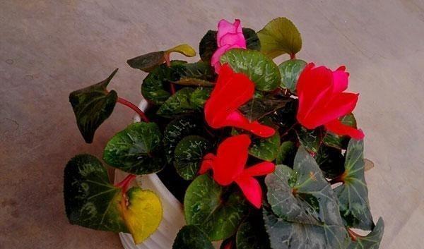 养仙客来怎么浇水,夏季仙客来浇水后叶子打蔫怎么办