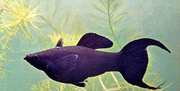 你们见过小鱼生蛋吗,你们见过鱼生蛋吗