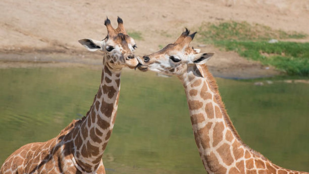 长颈鹿是怎么繁殖的,长颈鹿的繁殖方式是胎生还是卵生