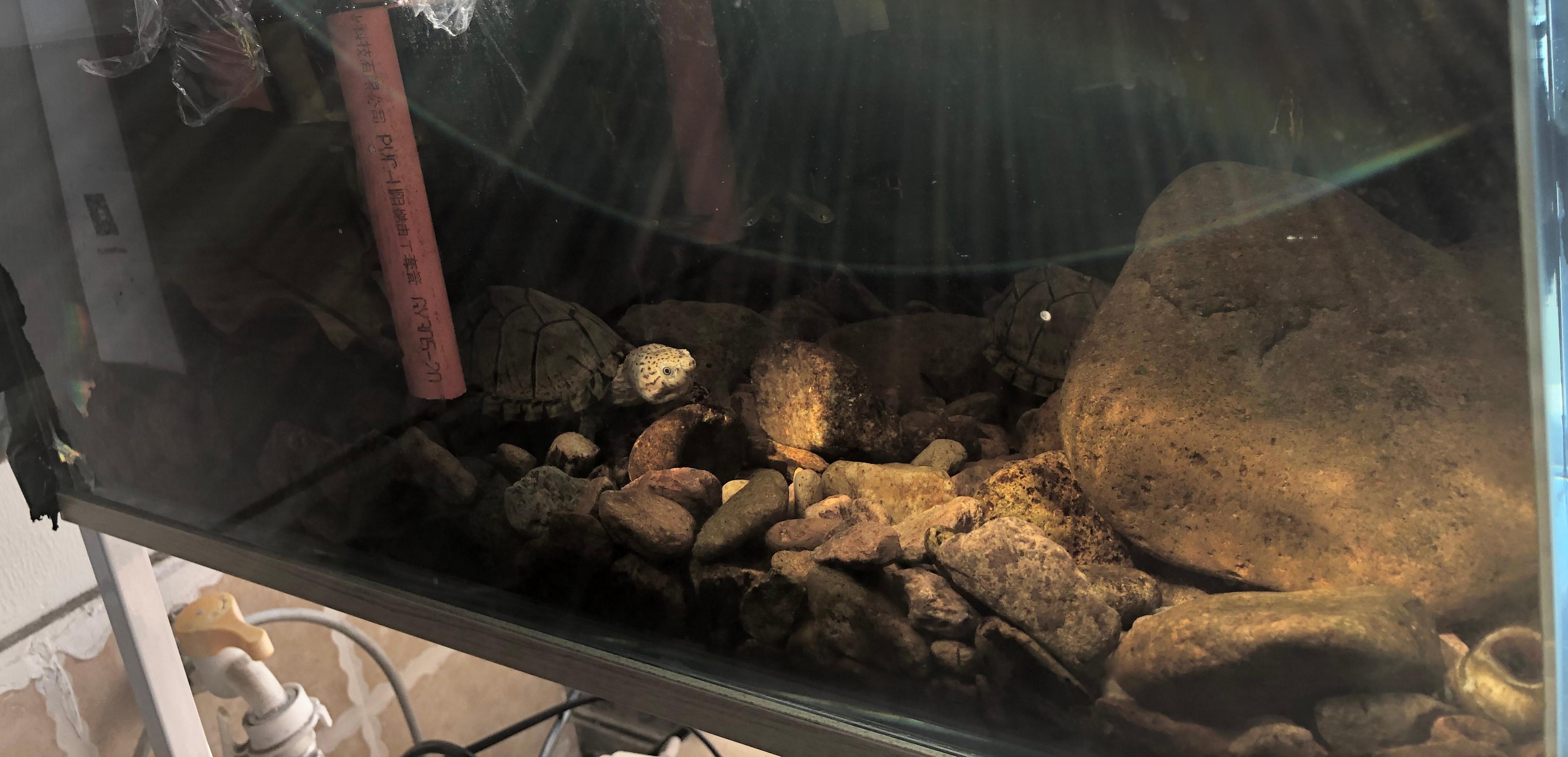 养鱼怎么选择合适的鱼缸,鱼缸如何养好水讲解