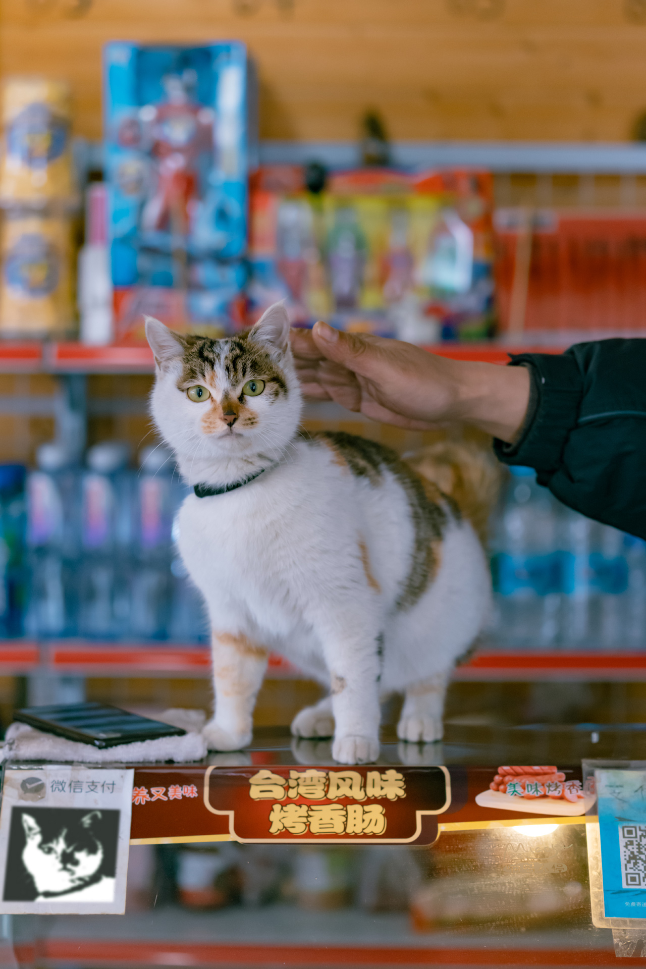 骊山烽火台航拍视频,骊山烽火台上的猫