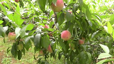 永乐艳红桃采摘,永乐黄桃采摘