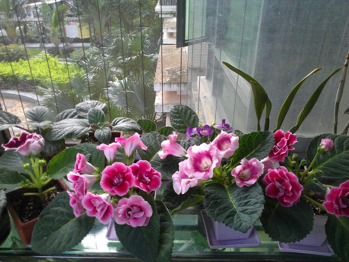 浇水淹死的花,被浇水浇死的几种花