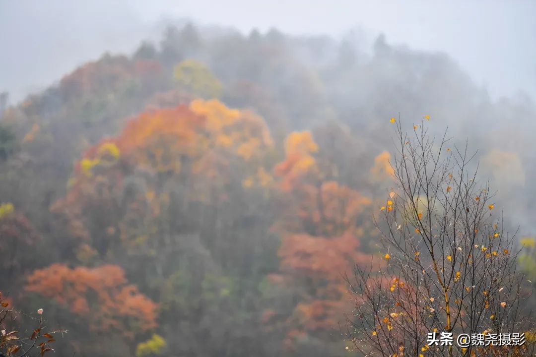 留坝秦岭之夜,留坝秦岭森林公园